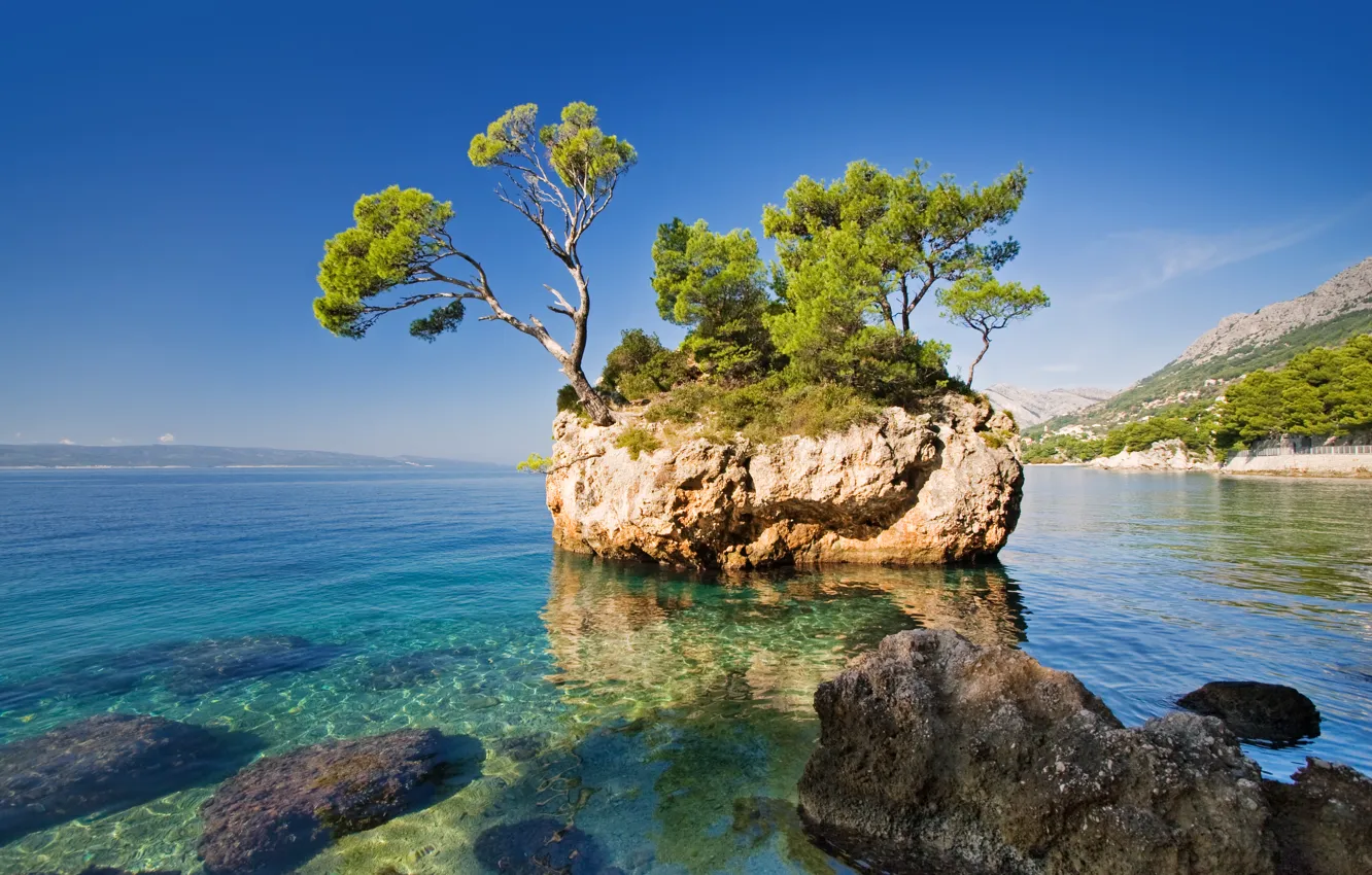 Фото обои море, природа, скала, дерево, the rock, the sea, the nature, a tree