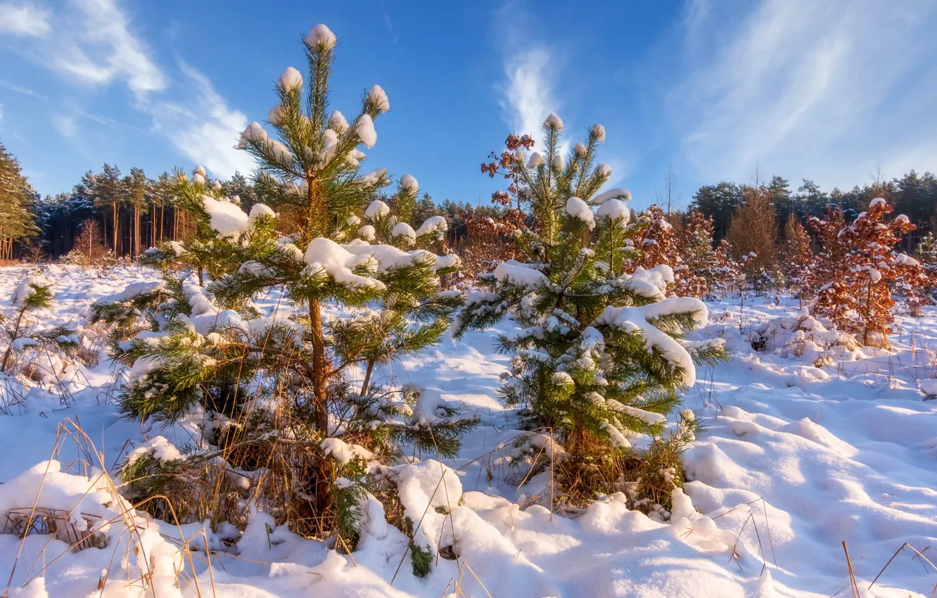Фото обои зима, лес, снег, природа, ёлочки, деревца