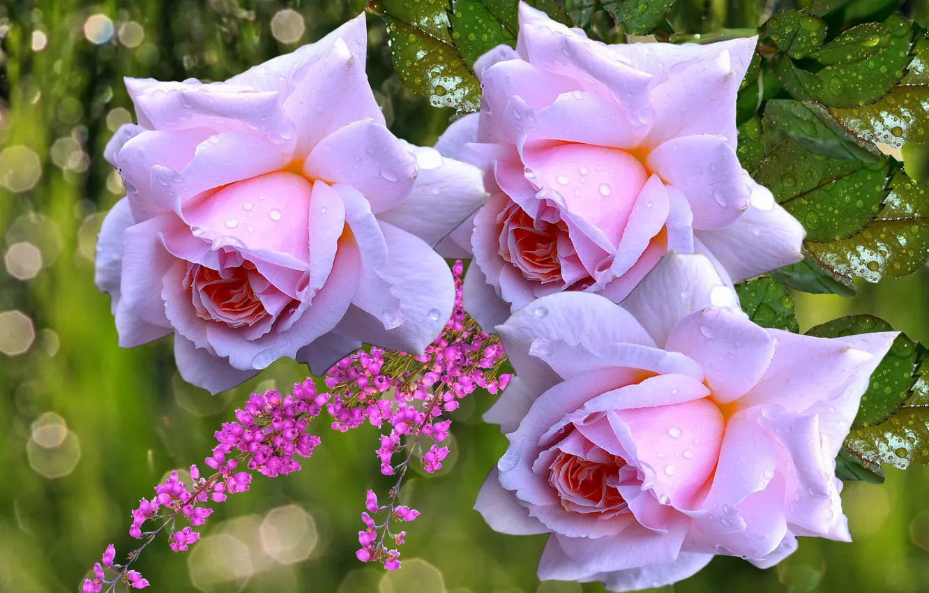 Фото обои капли, дождь, розы, букет, розовые