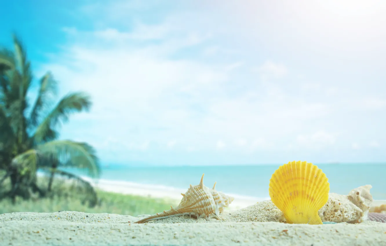 Фото обои песок, море, пляж, пальмы, ракушки, summer, beach, sea