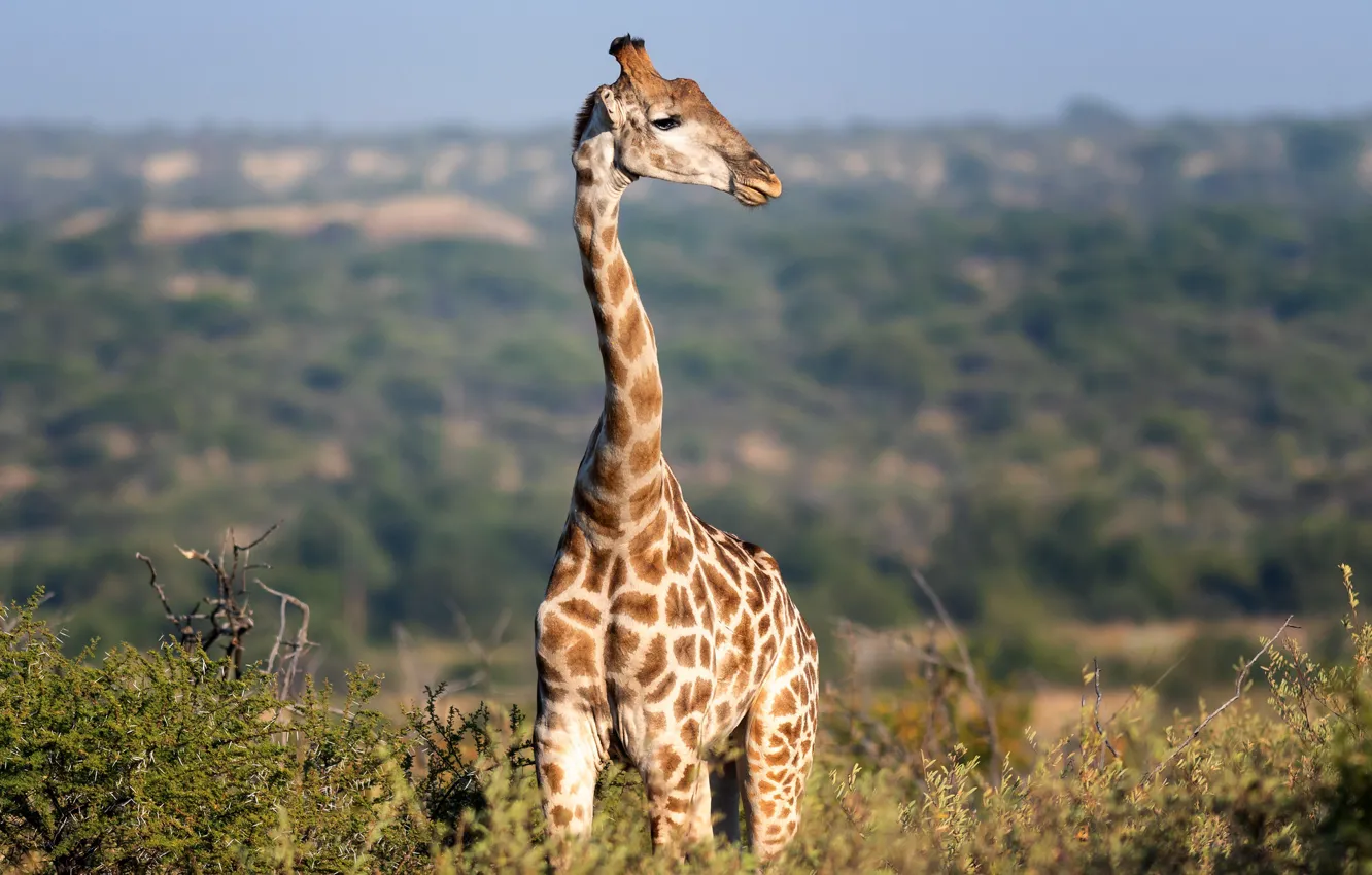 Фото обои жираф, шея, боке