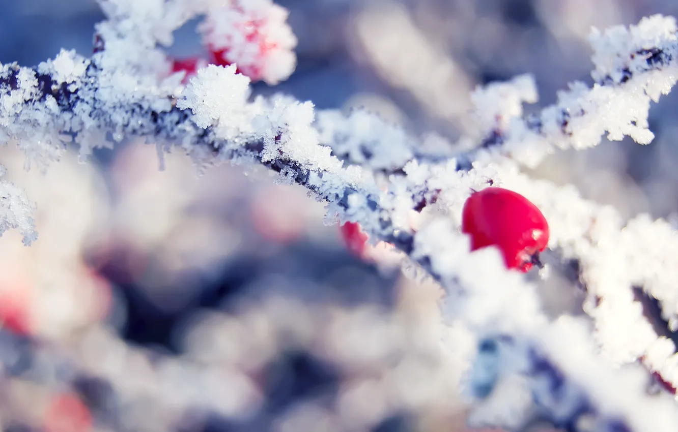 Фото обои зима, иней, ветка, ягода, кристаллы, красная, яркая