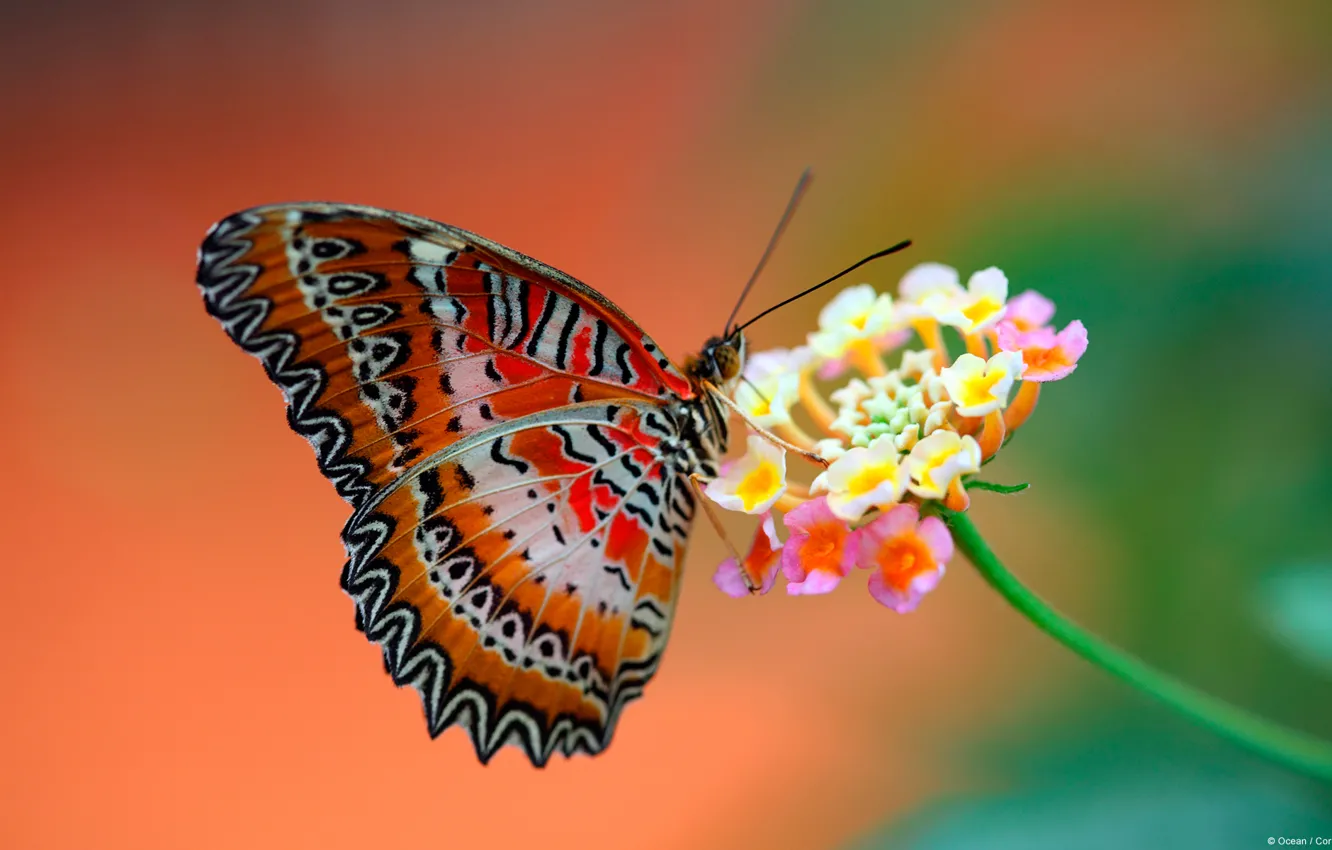 Фото обои цветок, фон, бабочка, крылья