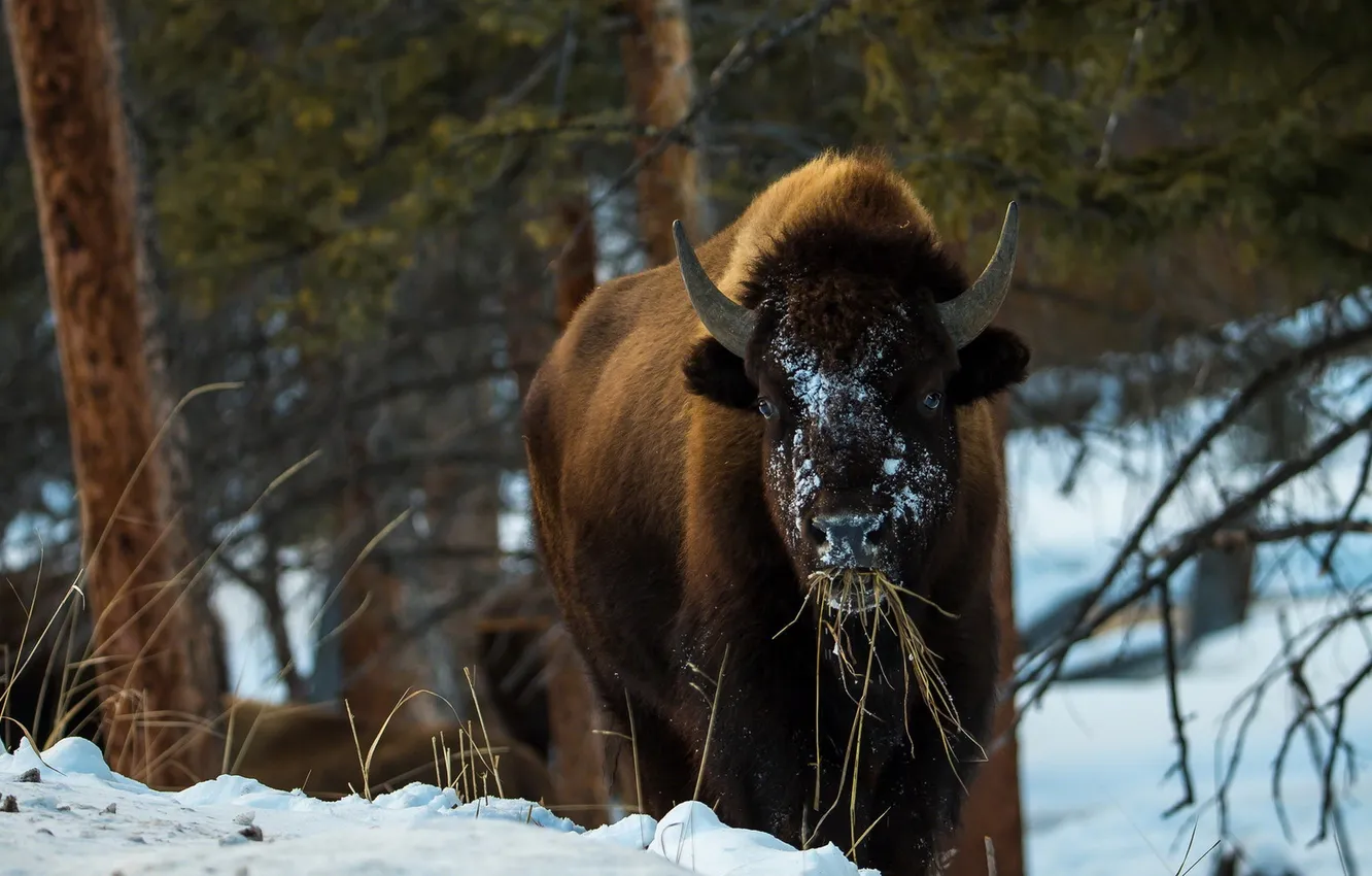 Фото обои animals, wildlife, Yellowstone National Park, Montana, Bison