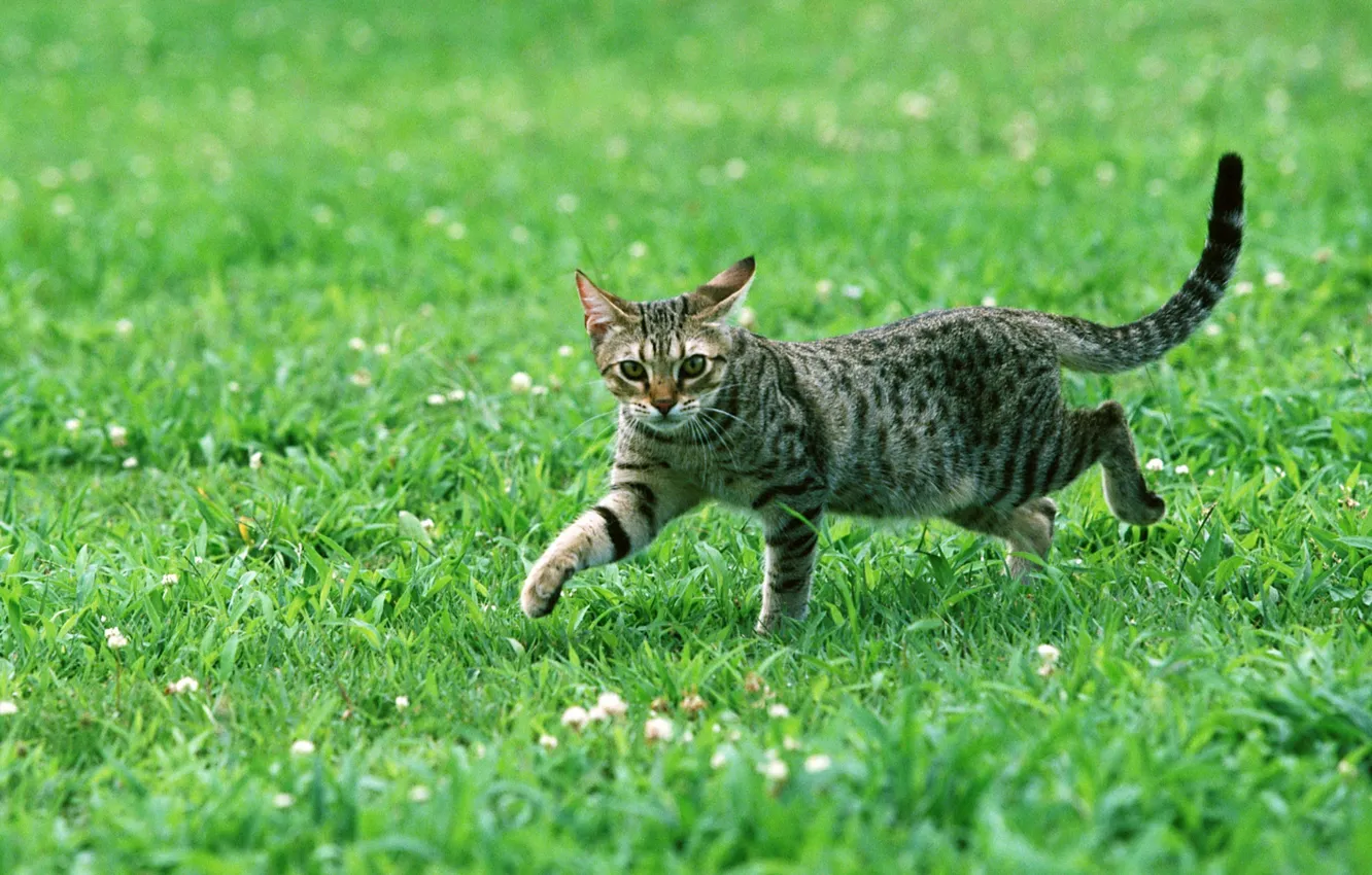 Фото обои трава, кот, взгляд, полосатый