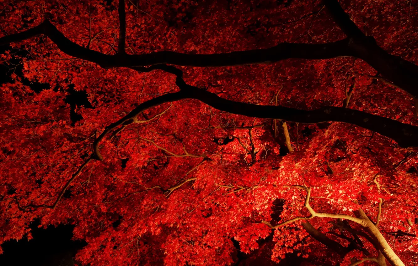 Фото обои осень, листья, свет, ночь, ветки, дерево, клен