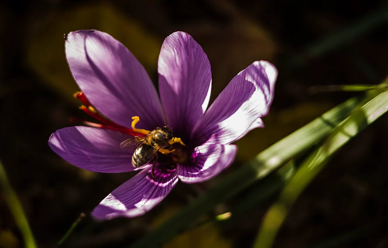 Фото обои макро, пчела, лепестки, крокус
