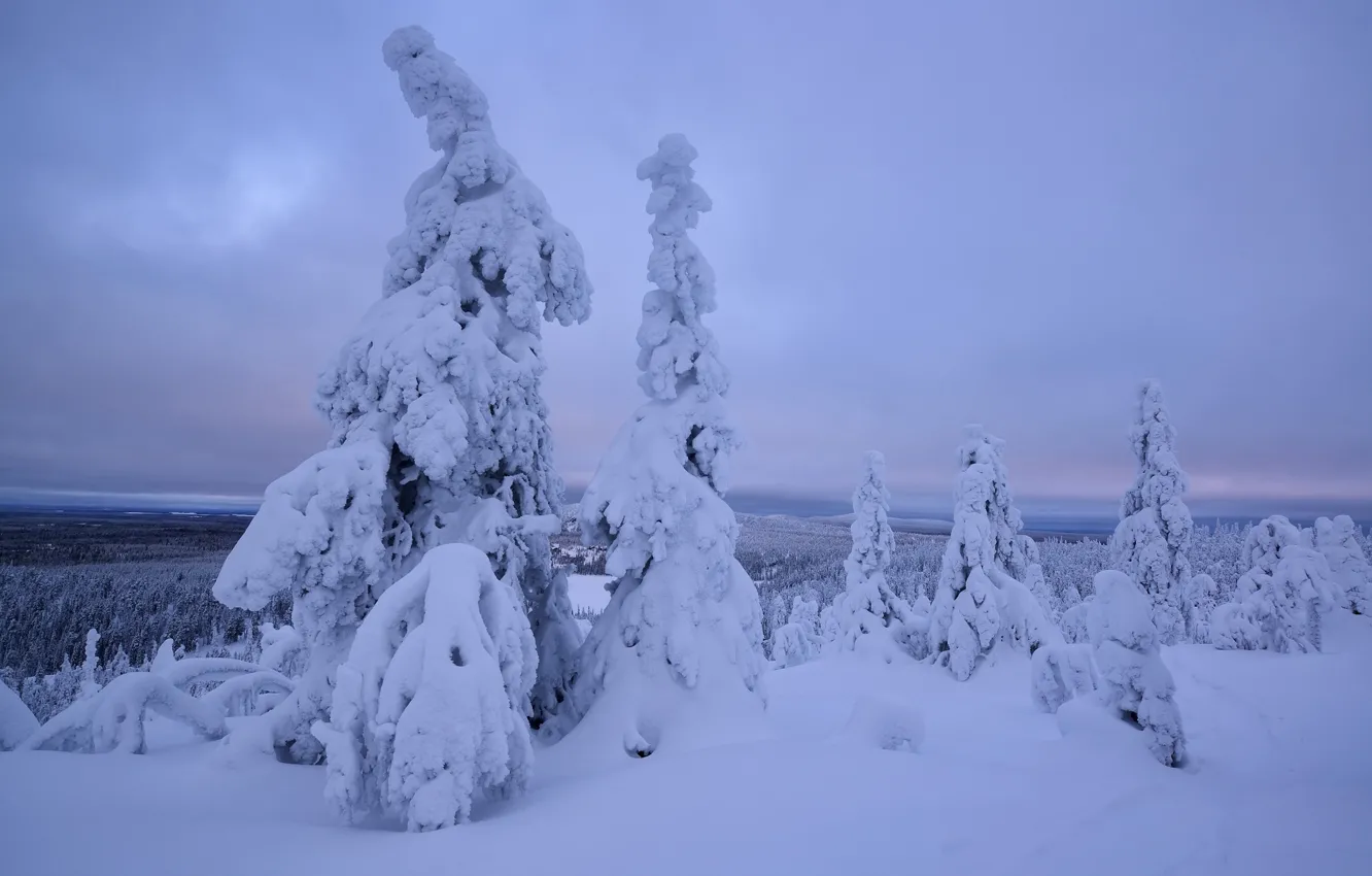 Фото обои зима, снег, деревья, сугробы, Финляндия, Лапландия
