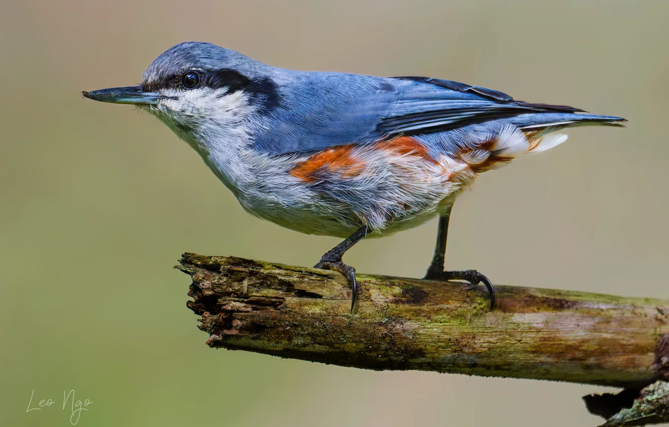 Фото обои Small bird, sharp eyes, Ngo Hoang Nguyen, Leo Ngo