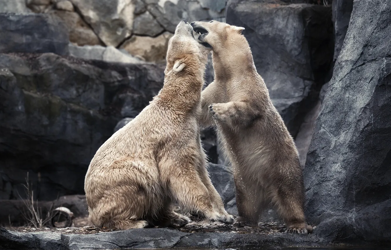Фото обои животные, вода, камни, хищники, пара, белые медведи, Walter Hirzinger