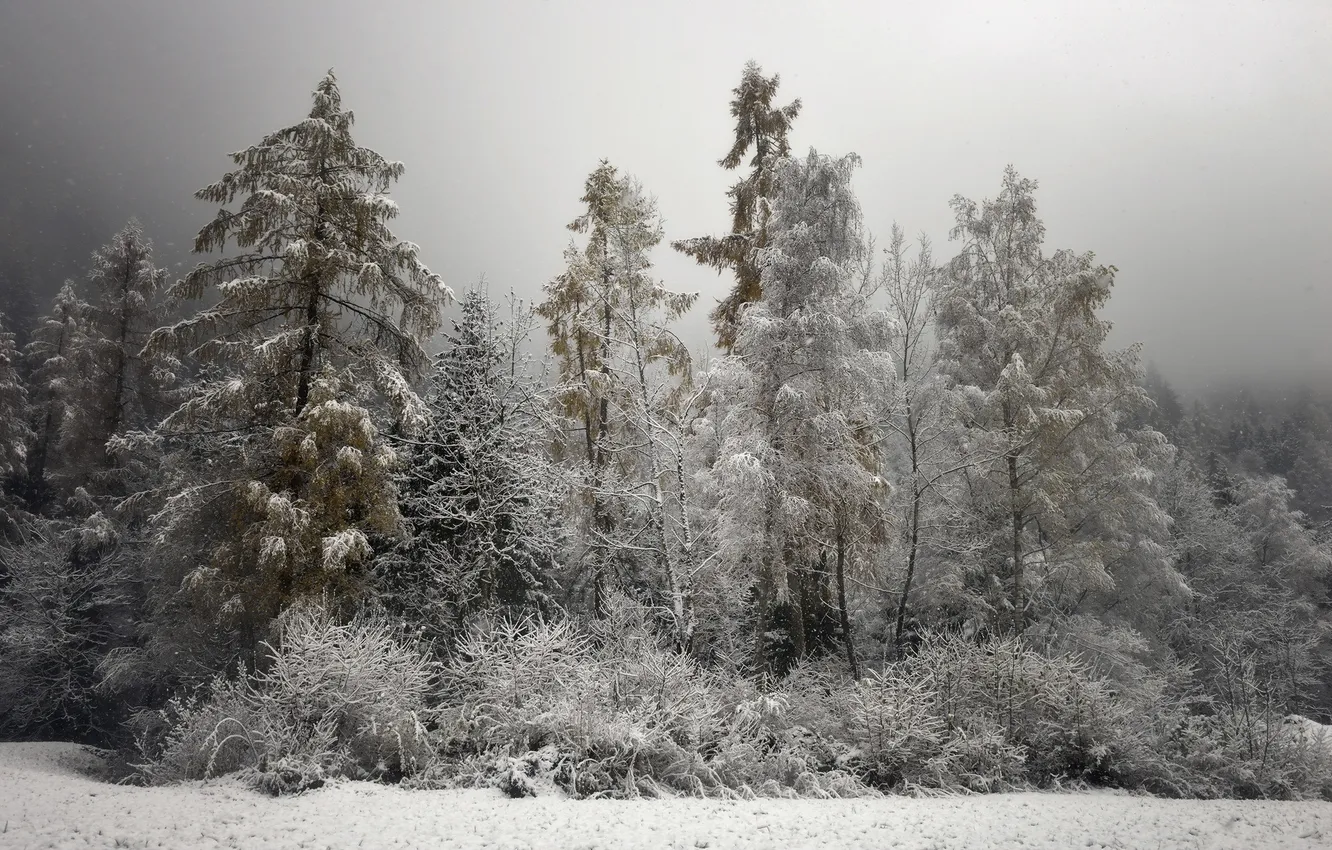 Фото обои осень, лес, снег, природа