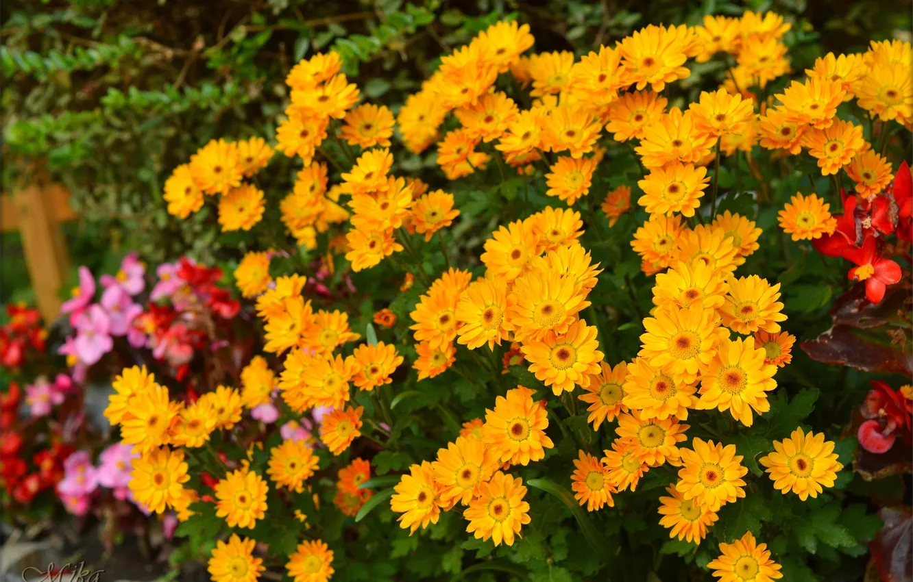 Фото обои Flowers, Желтые цветы, Yellow flowers