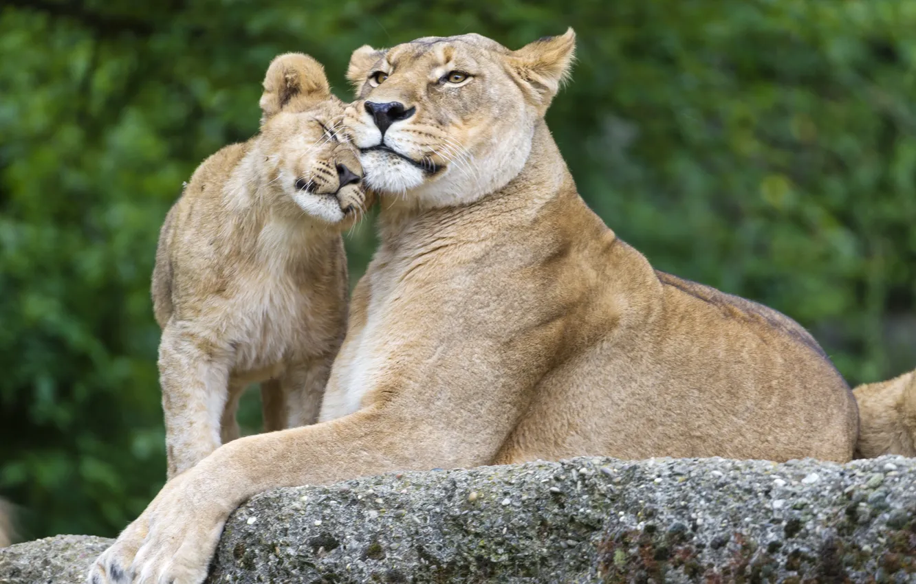 Фото обои кошки, камень, семья, детёныш, львы, львица, львёнок, ©Tambako The Jaguar