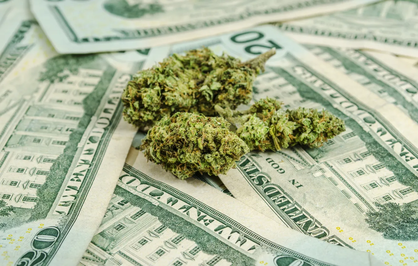 Фото обои money, dollars, marijuana, illegal business