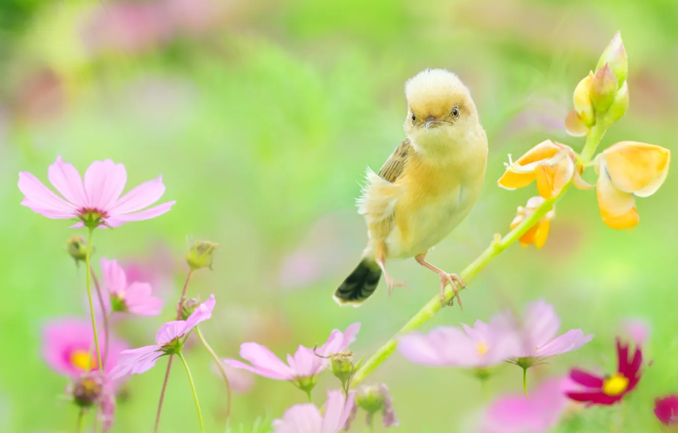 Фото обои лето, цветы, природа, птица, космея
