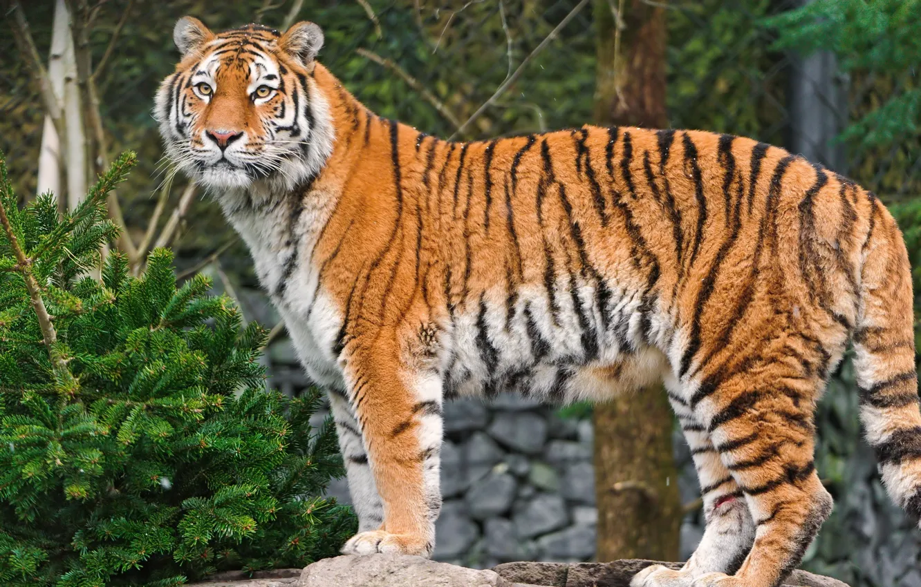 Фото обои тигр, хищник, амурский