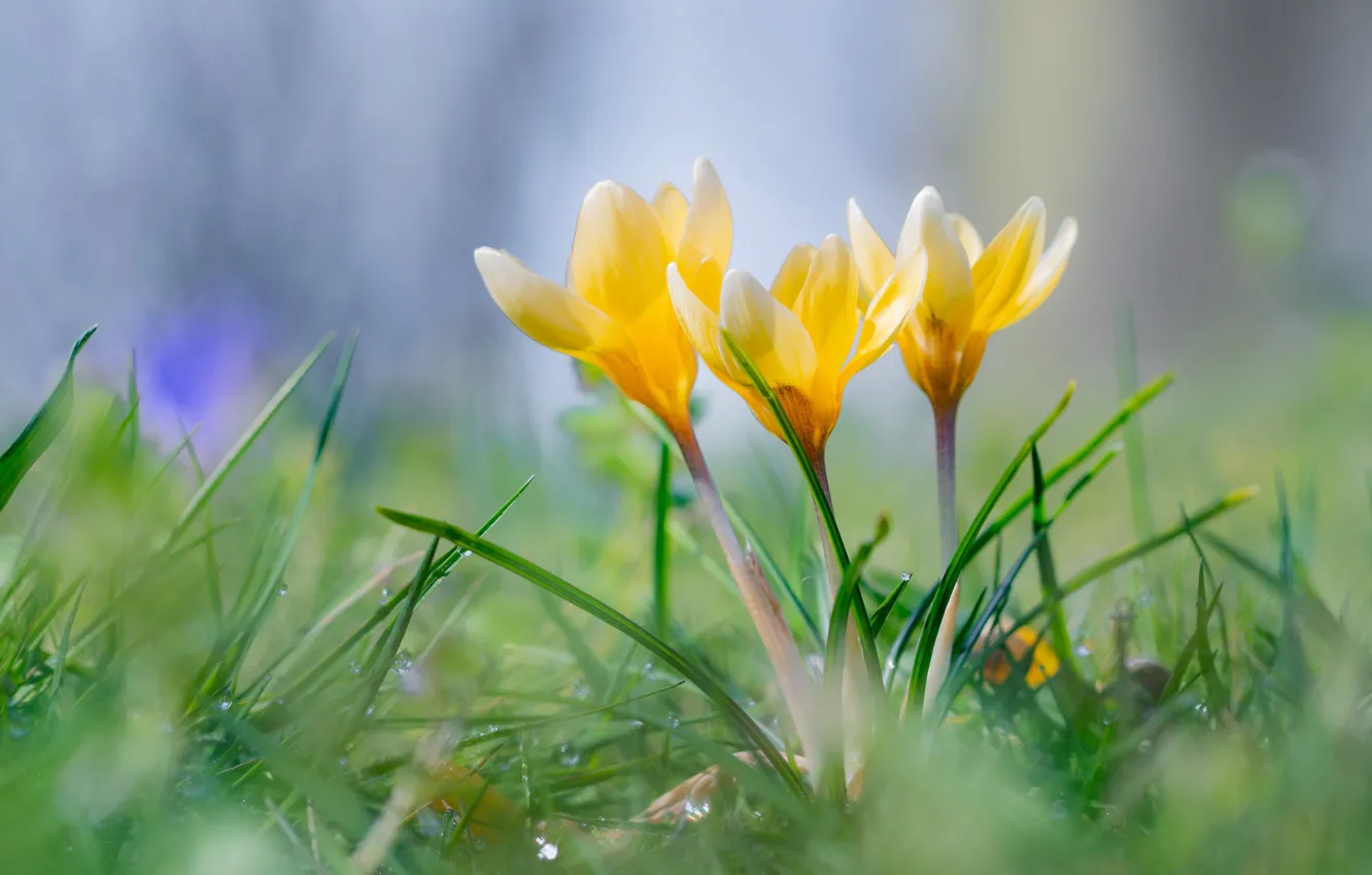 Фото обои цветы, поляна, весна, желтые, крокусы