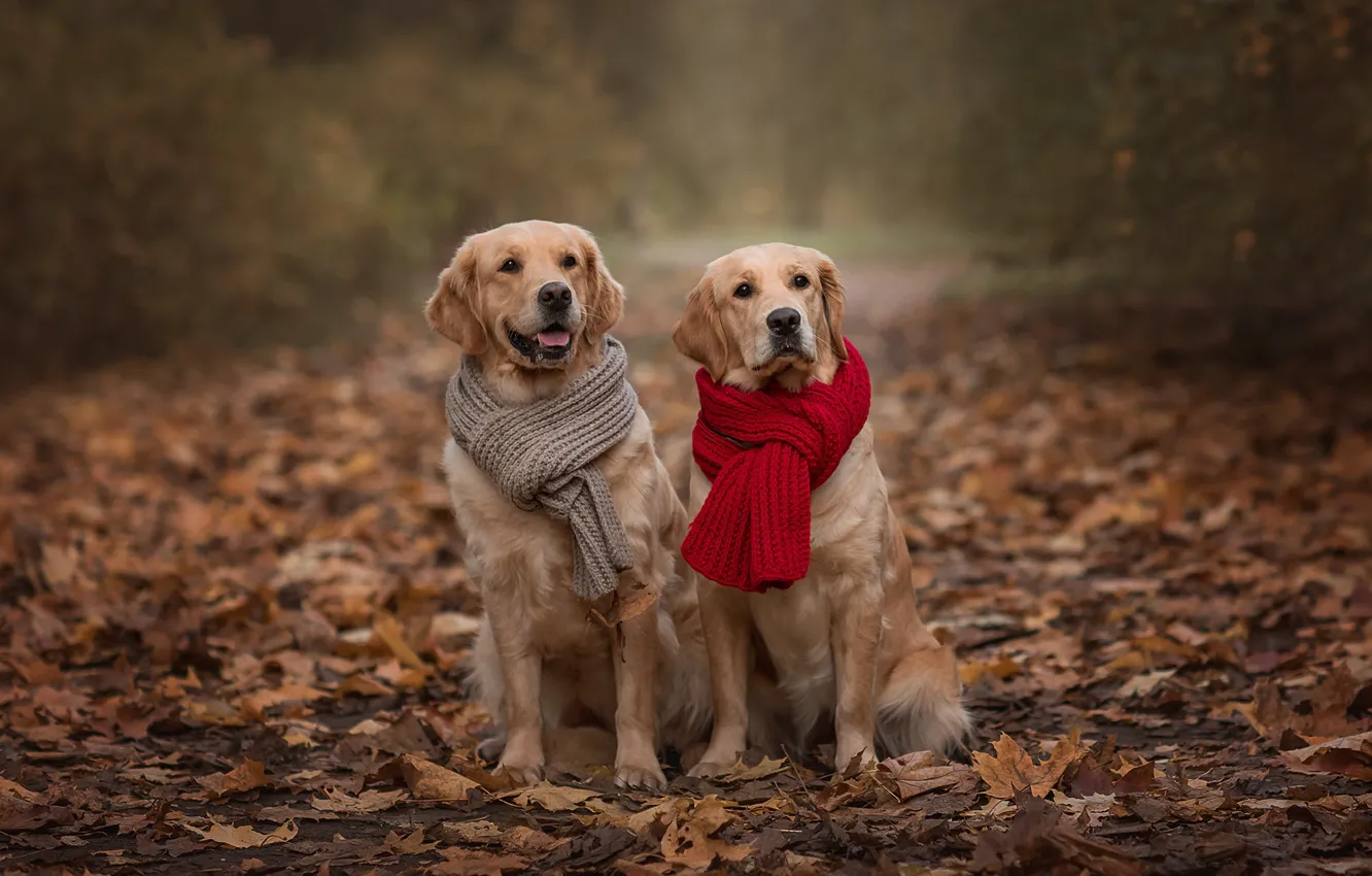 Фото обои осень, животные, собаки, листья, пара, шарфы, ретриверы, Виктория Дубровская
