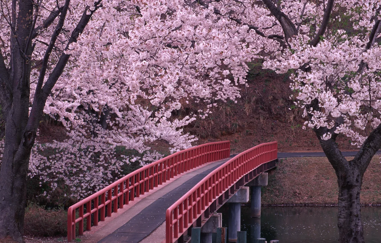 Фото обои Мост, Сакура, Япония