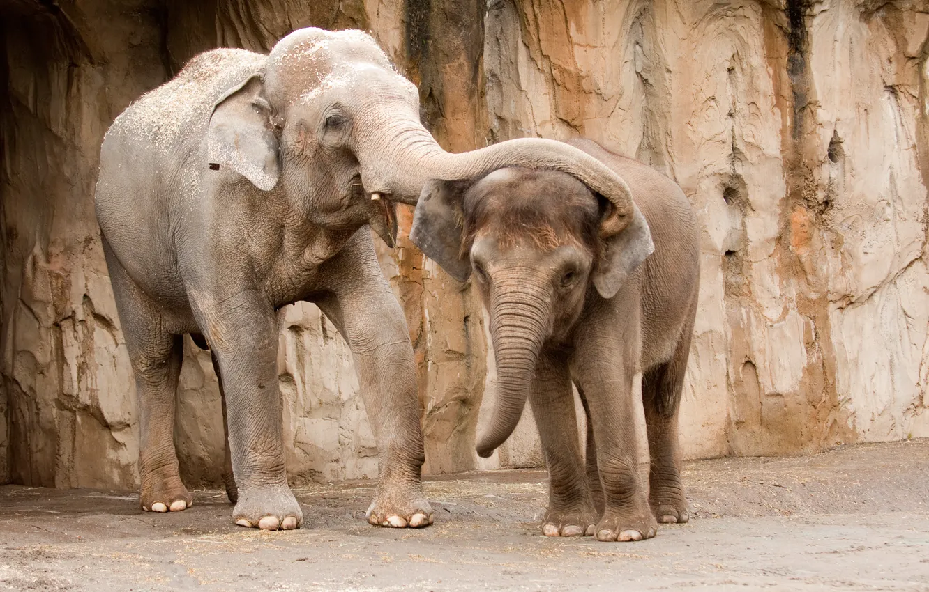 Фото обои beautiful, elephant, Group