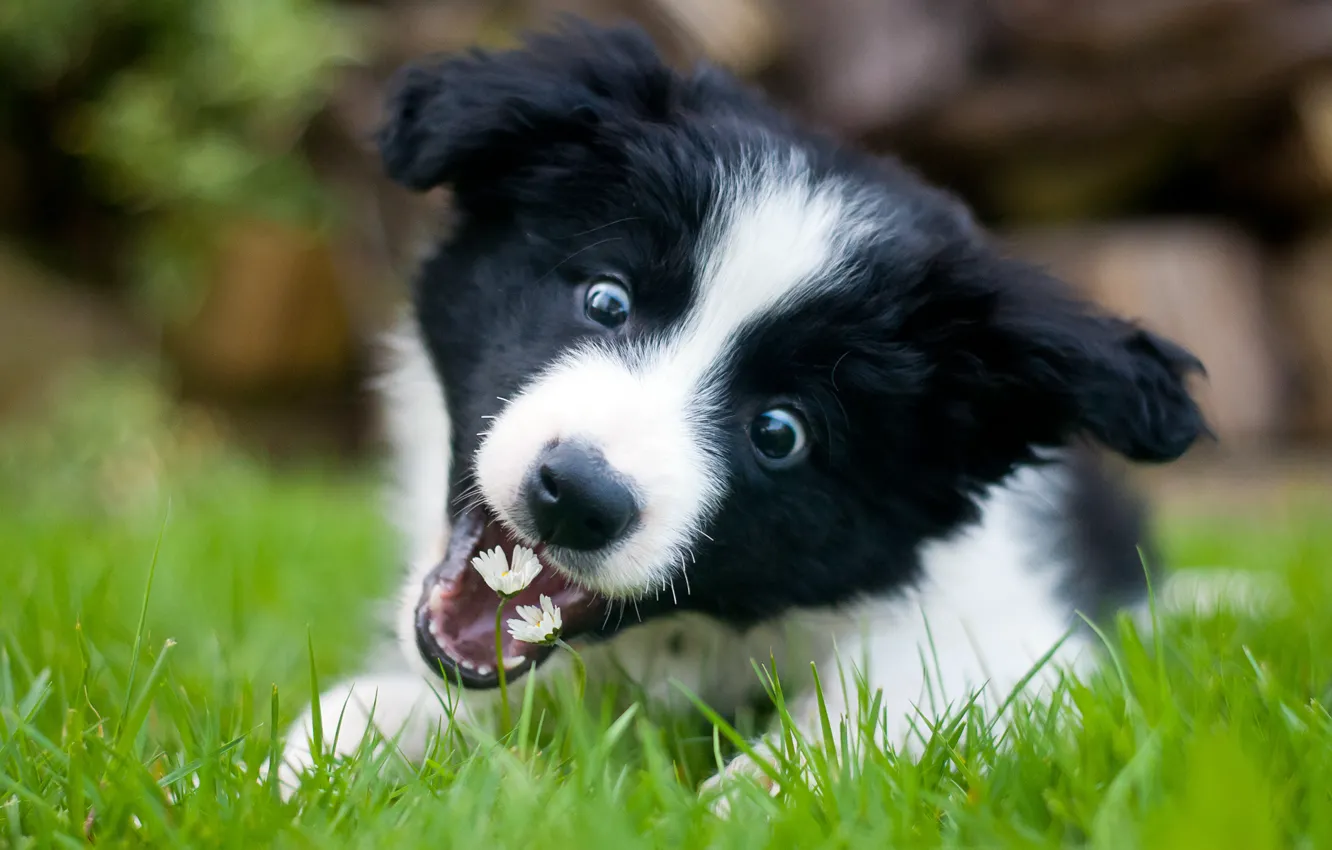 Фото обои Flowers, Wallpaper, Border Collie, Puppy, Playful