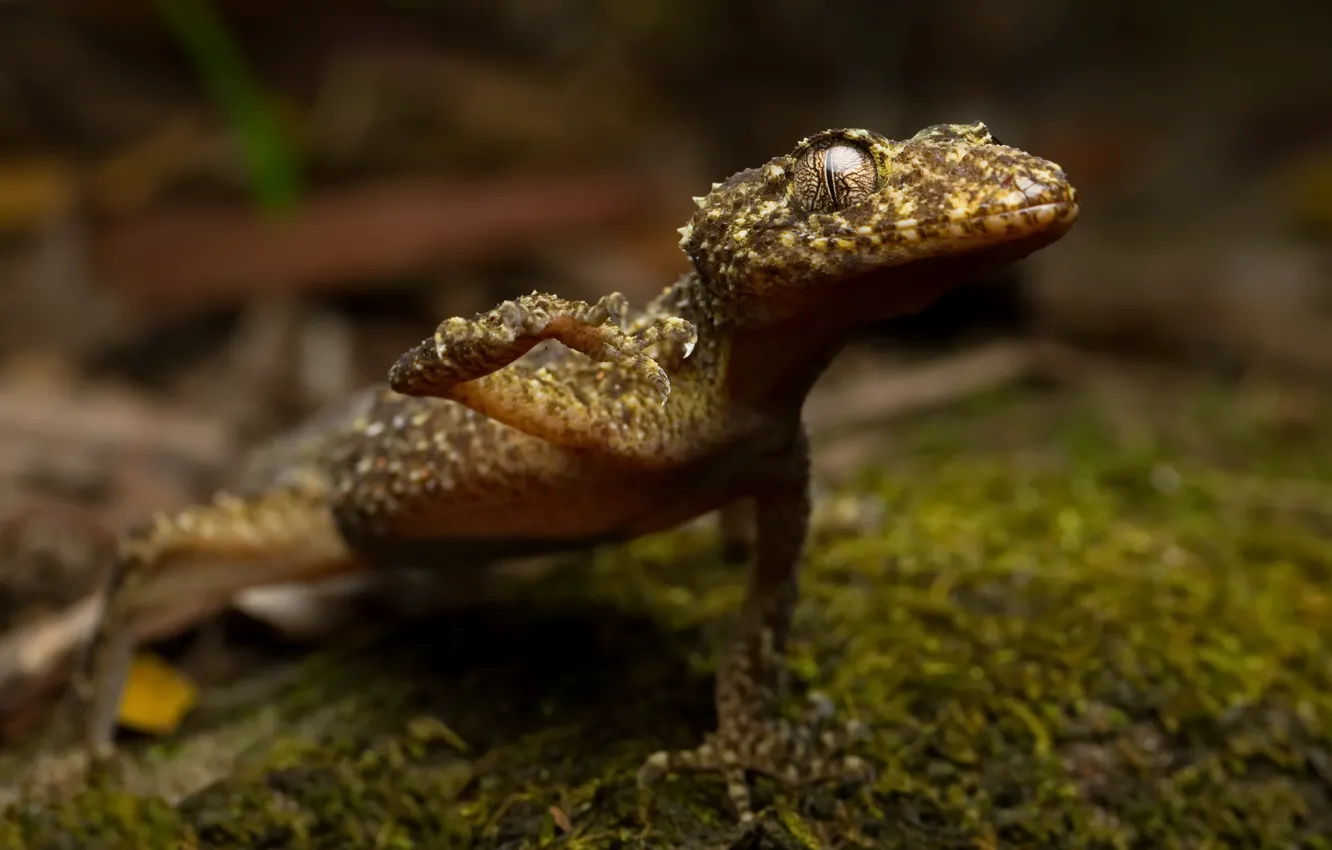 Фото обои природа, фон, Broad tailed gecko, Phyllurus platurus