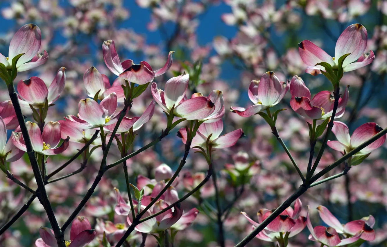 Фото обои природа, весна, cherry blossom