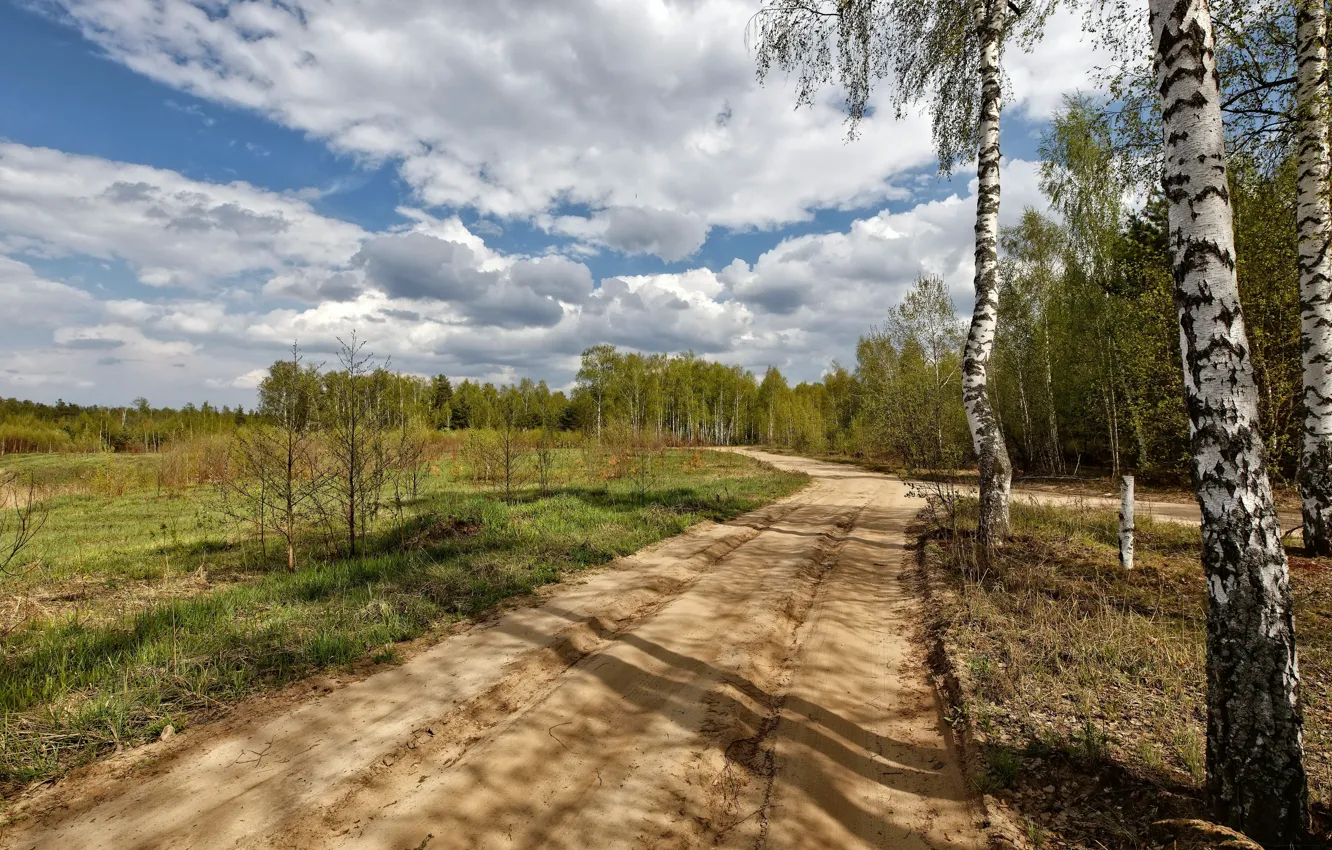 Фото обои дорога, природа, берёза