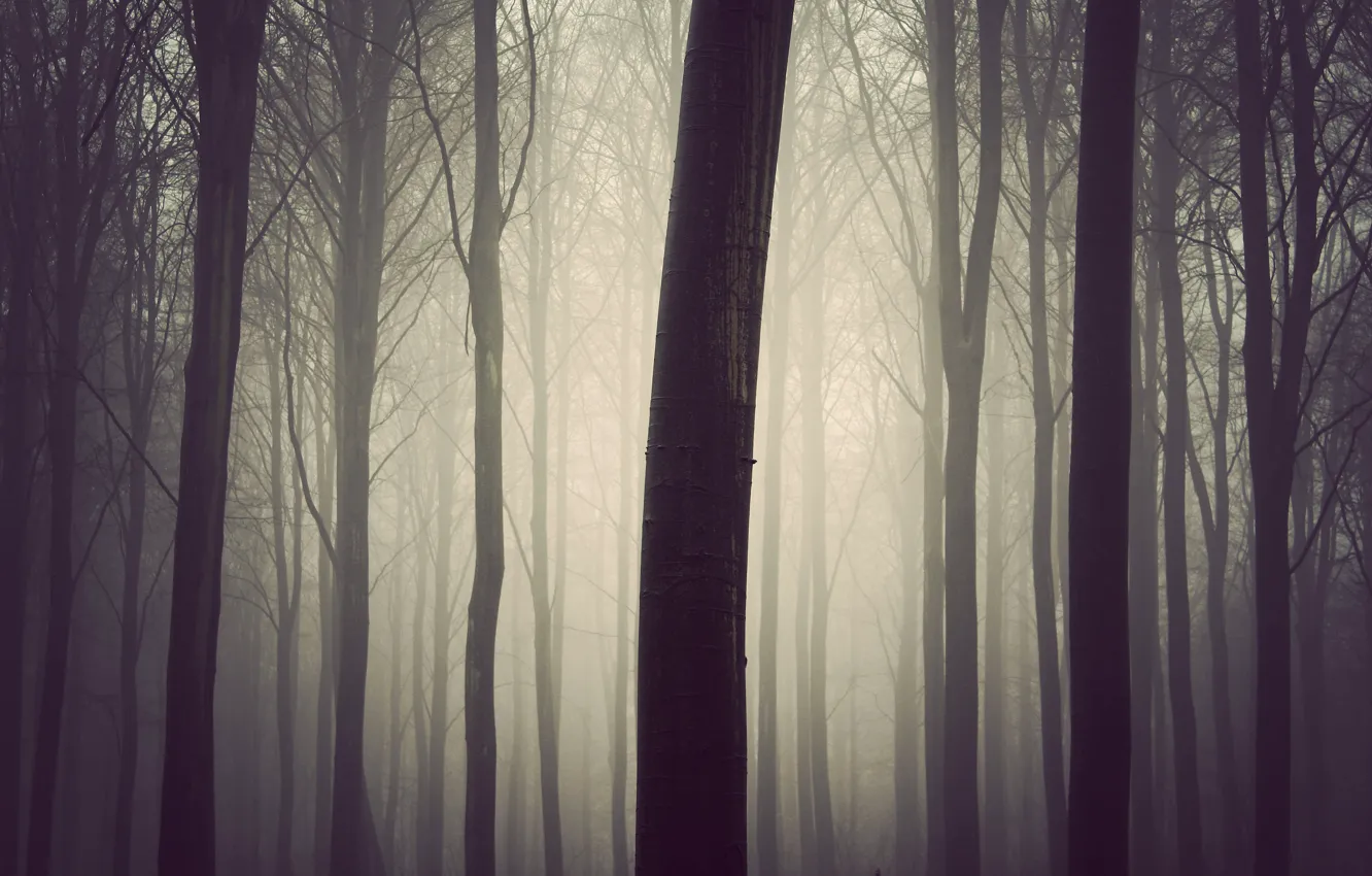 Фото обои лес, туман, дерево
