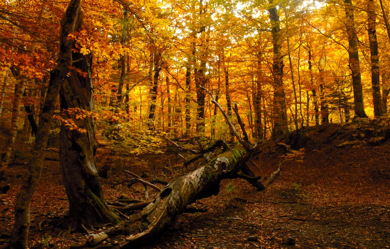 Фото обои осень, лес, природа, дерево