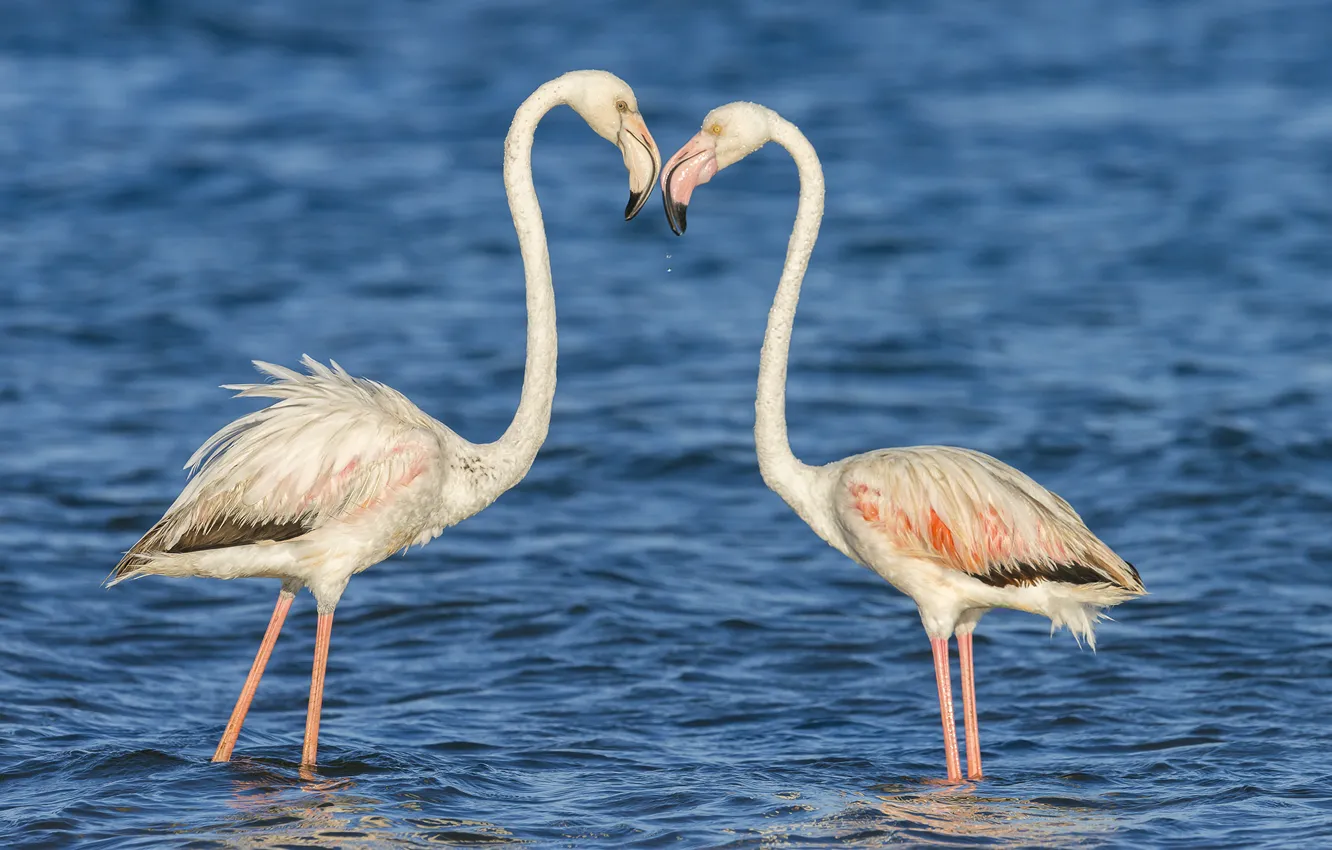 Фото обои вода, птицы, природа, пара, фламинго