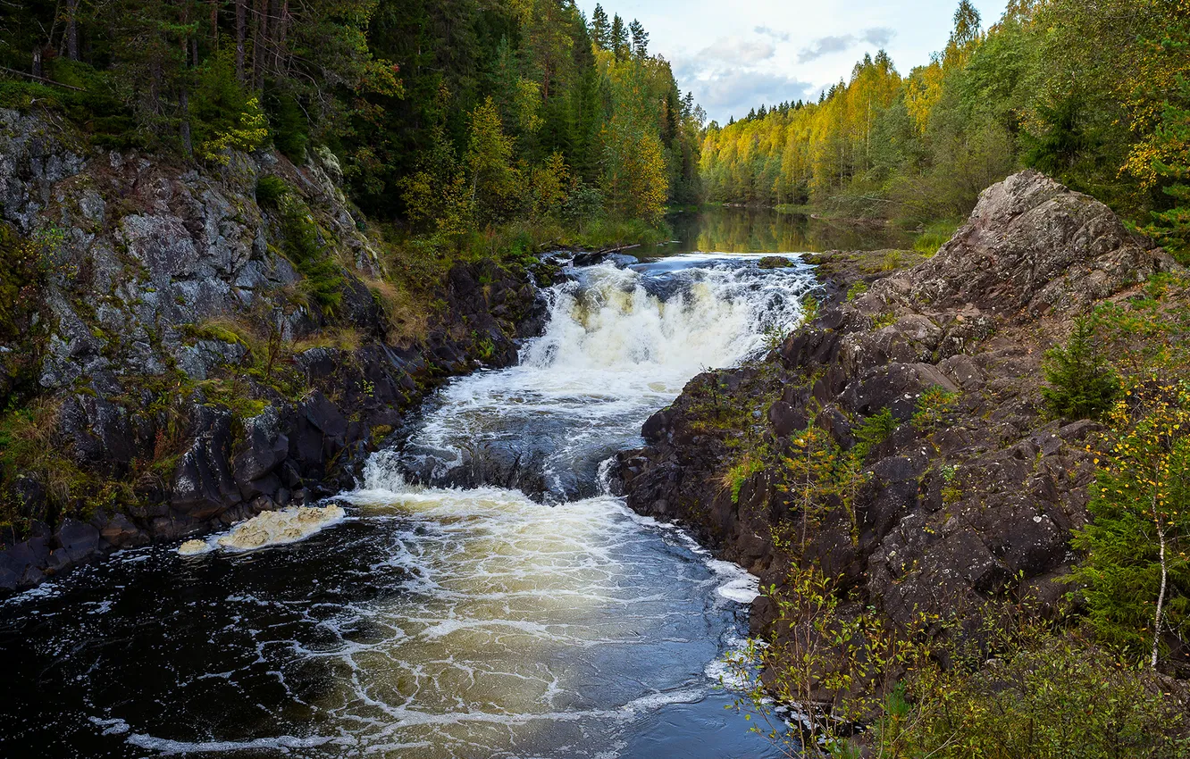 Фото обои лес, природа, река, водопад, россия, суна, кивач