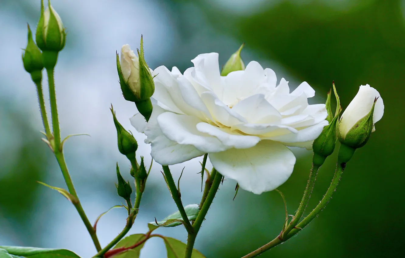 Фото обои роза, белая, бутоны
