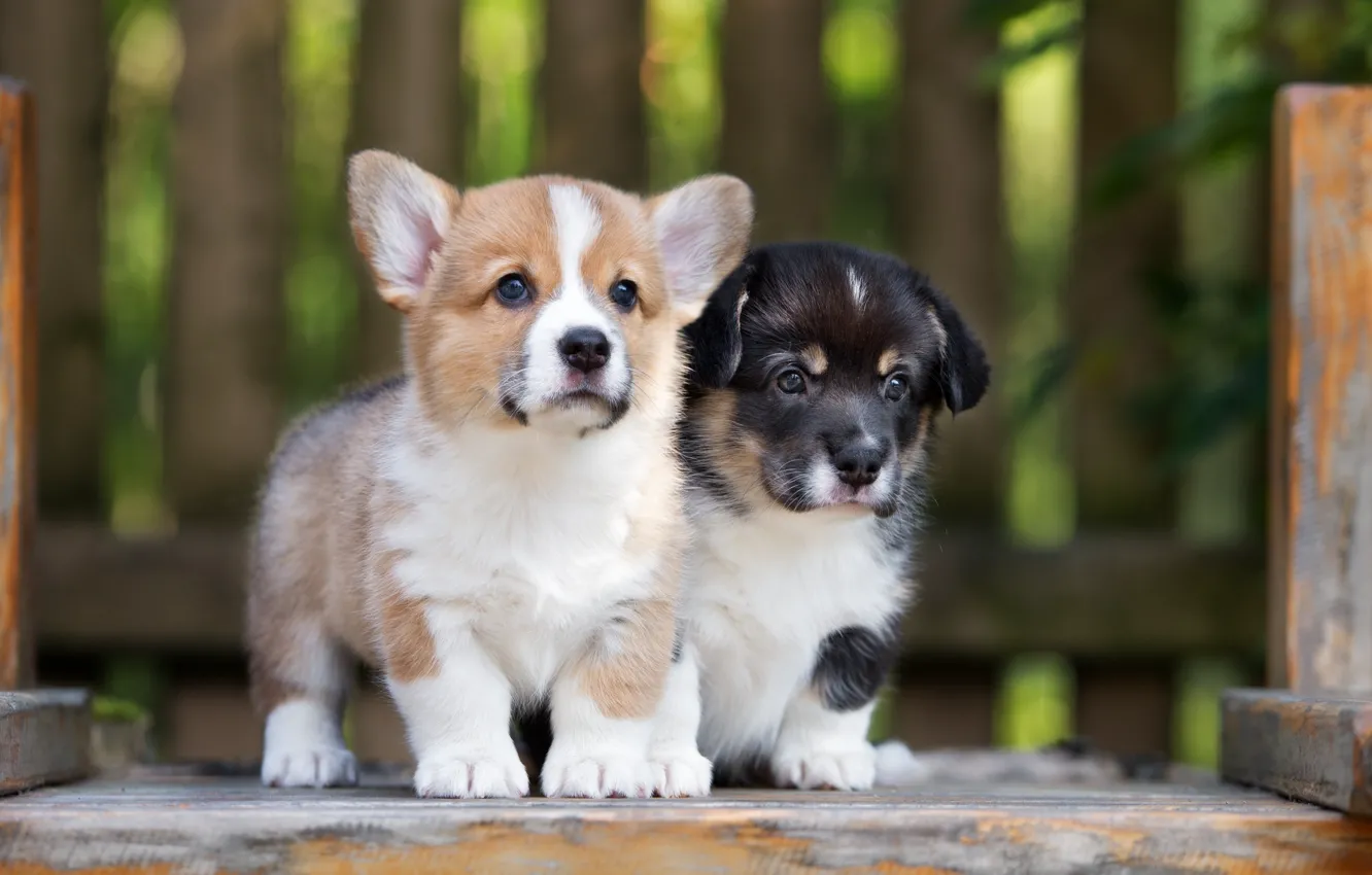 Фото обои щенки, милые, корги
