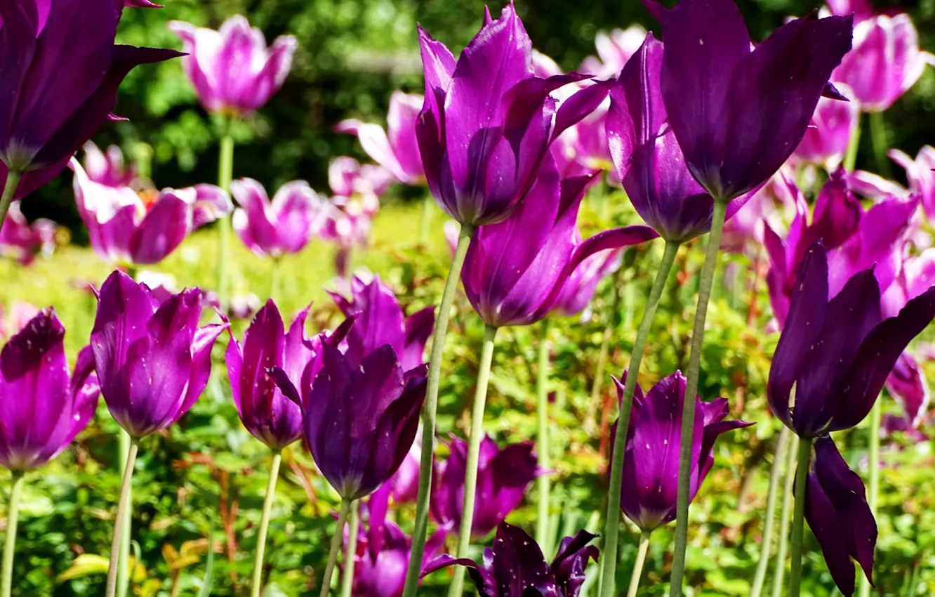 Фото обои Тюльпаны, фиолетовые, tulips, purple