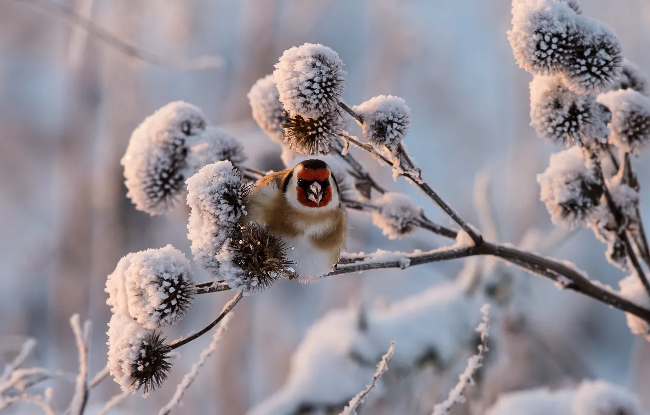 Фото обои зима, снег, веточка, щегол, черноголовый щегол