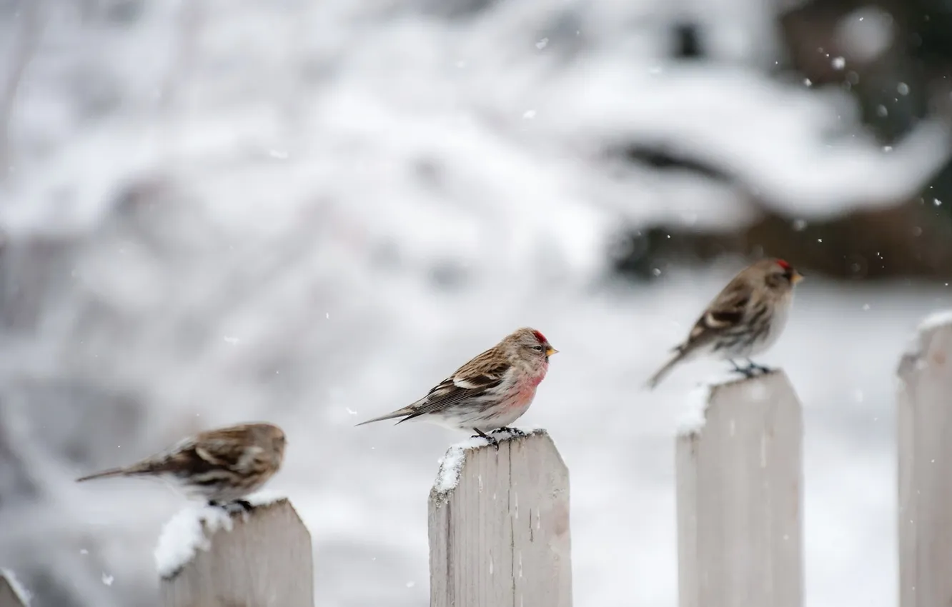 Фото обои зима, птицы, забор