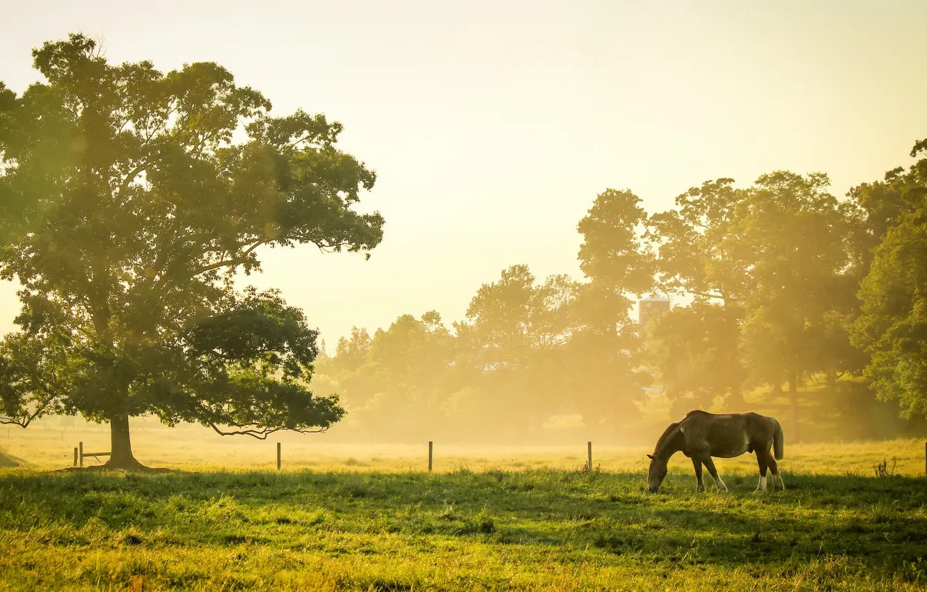 Фото обои поле, природа, конь, утро