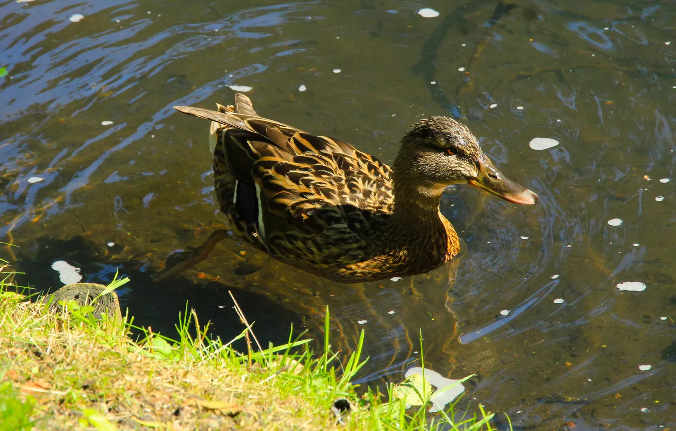 Фото обои bird, water, duck, swim