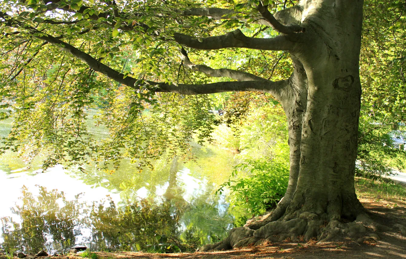 Фото обои лето, озеро, дерево, ветви