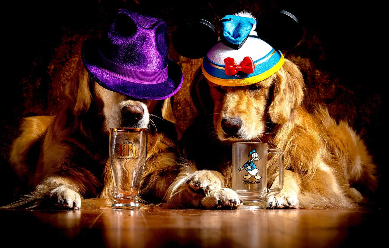 Фото обои собаки, стакан, две, лапы, кружка, рыжие, золотистый, на полу