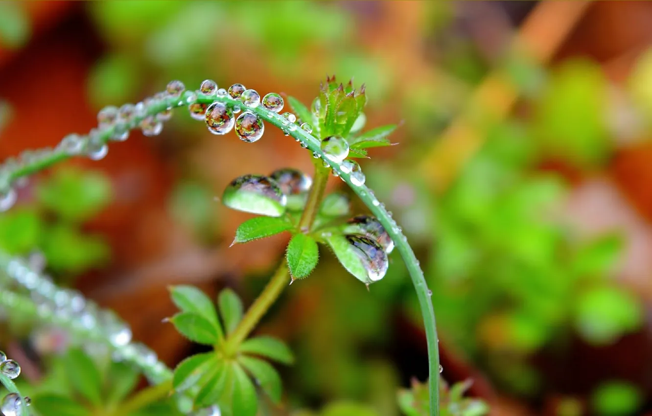 Фото обои Макро, Капли, Macro, Drops