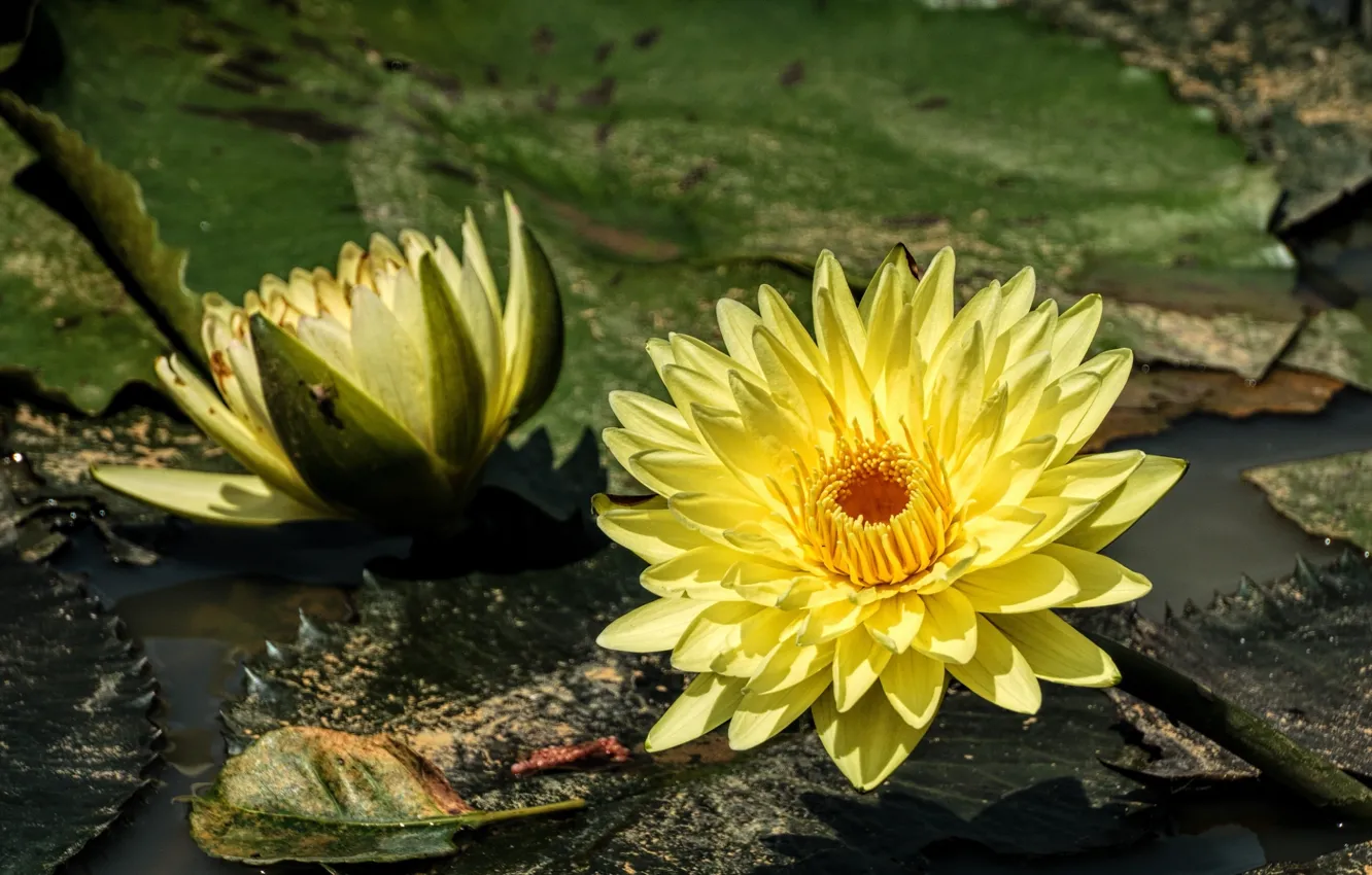 Фото обои вода, желтая, нимфея, водяная лилия