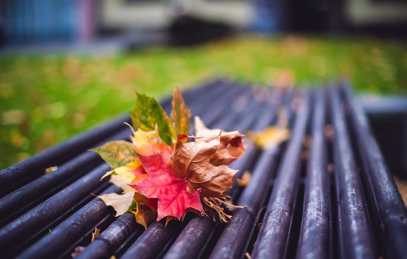 Фото обои осень, листья, макро, настроение, размытость, лавка