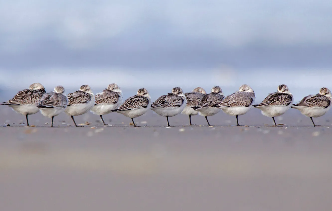 Фото обои птицы, стая, ряд, Нидерланды, песчанка, Терсхеллинг