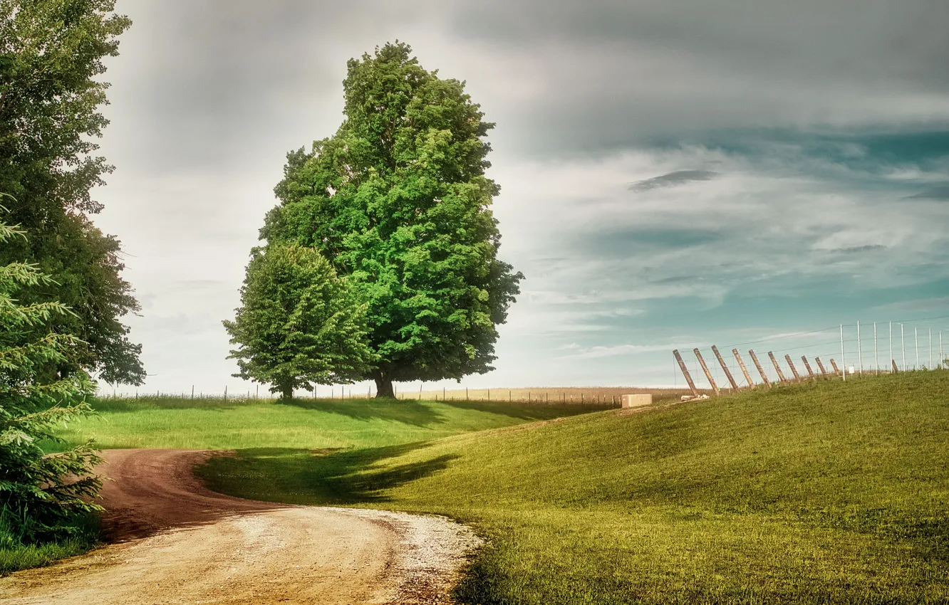Фото обои дорога, поле, деревья, тропинка