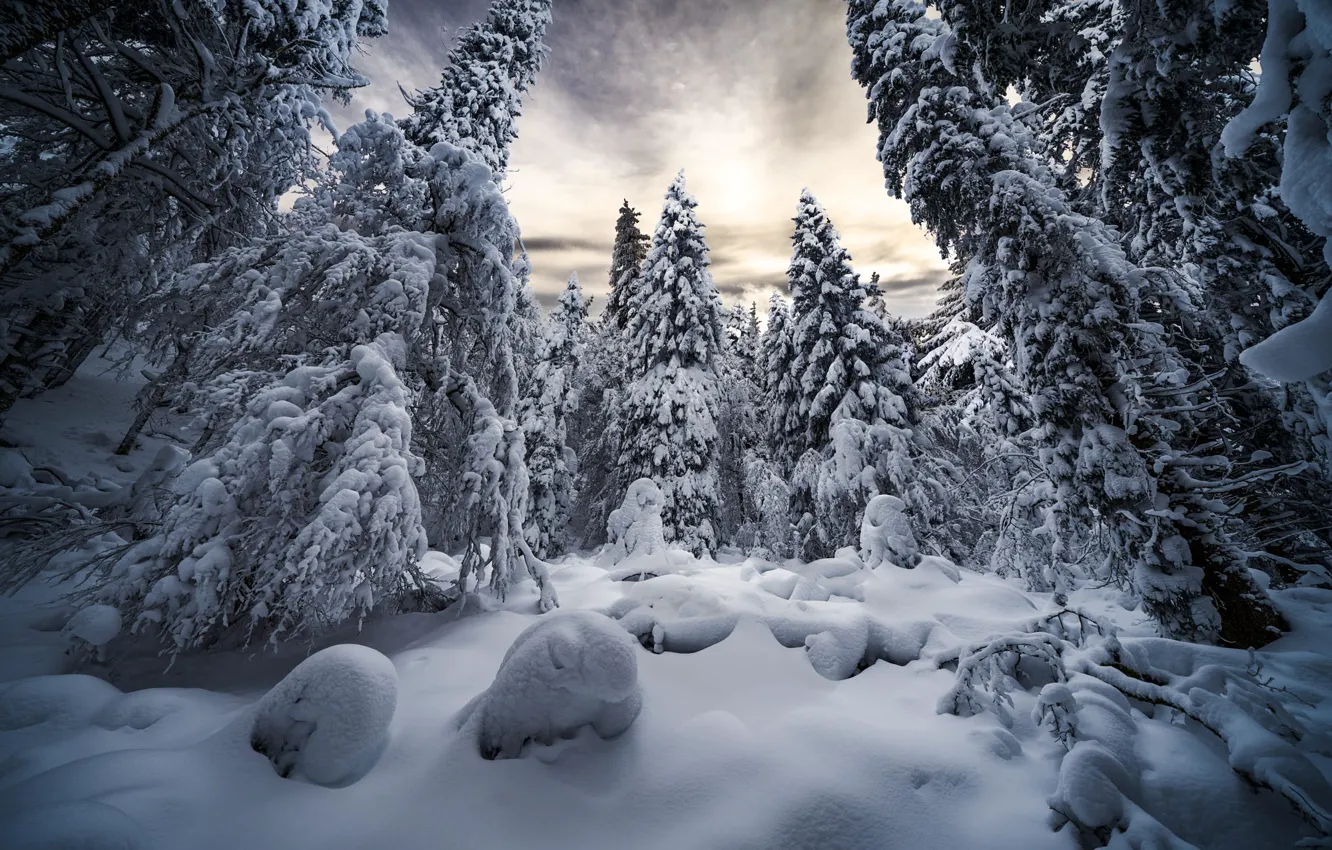 Фото обои зима, лес, снег, деревья, пейзаж, природа, ели, сугробы