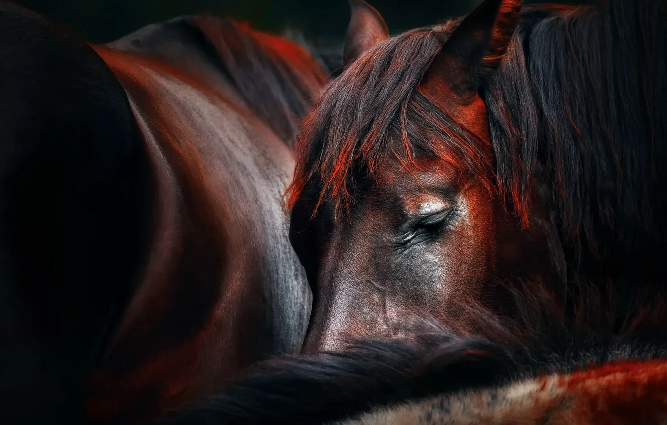 Фото обои лошадь, сон, Sleep huddle