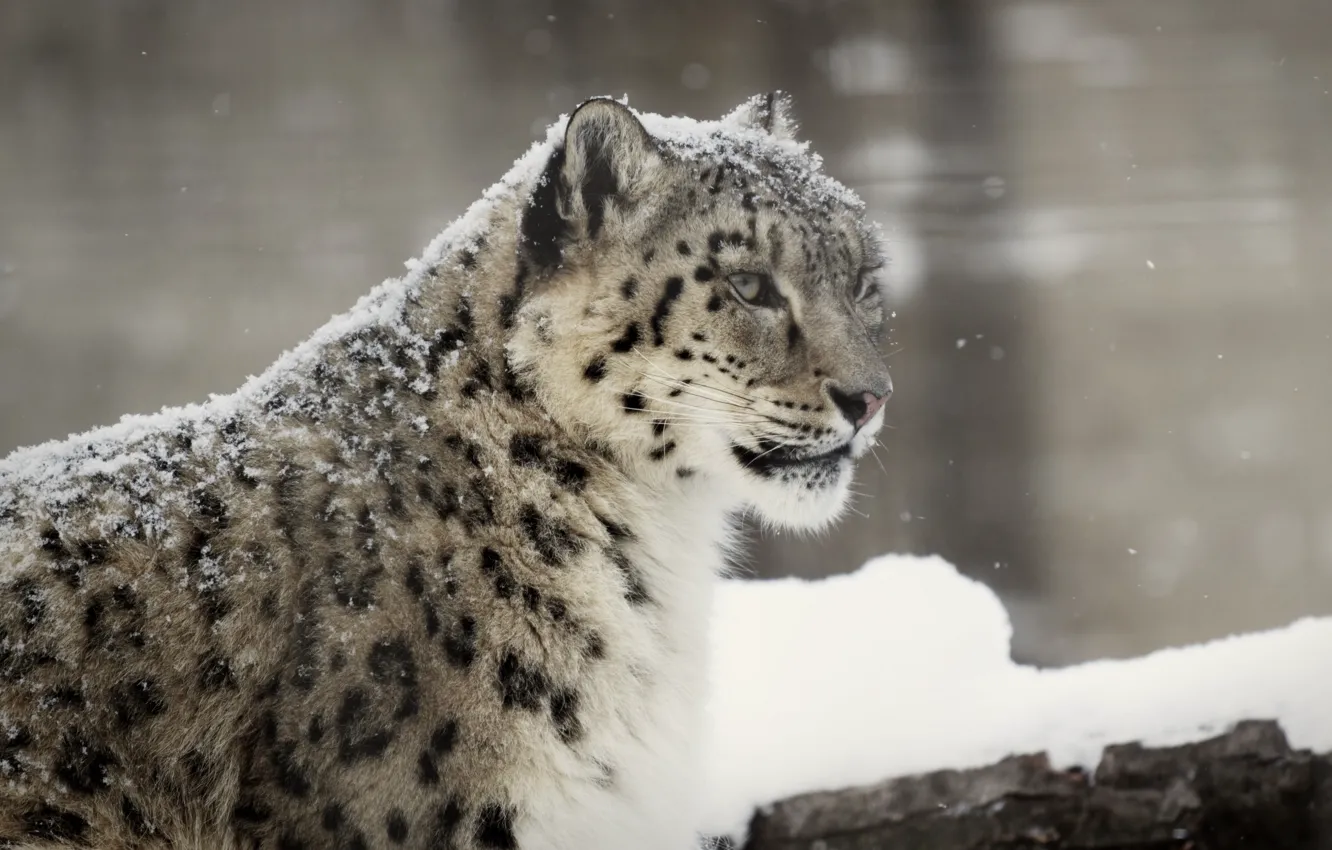Фото обои зима, морда, снег, хищник, ирбис, снежный барс, дикая кошка