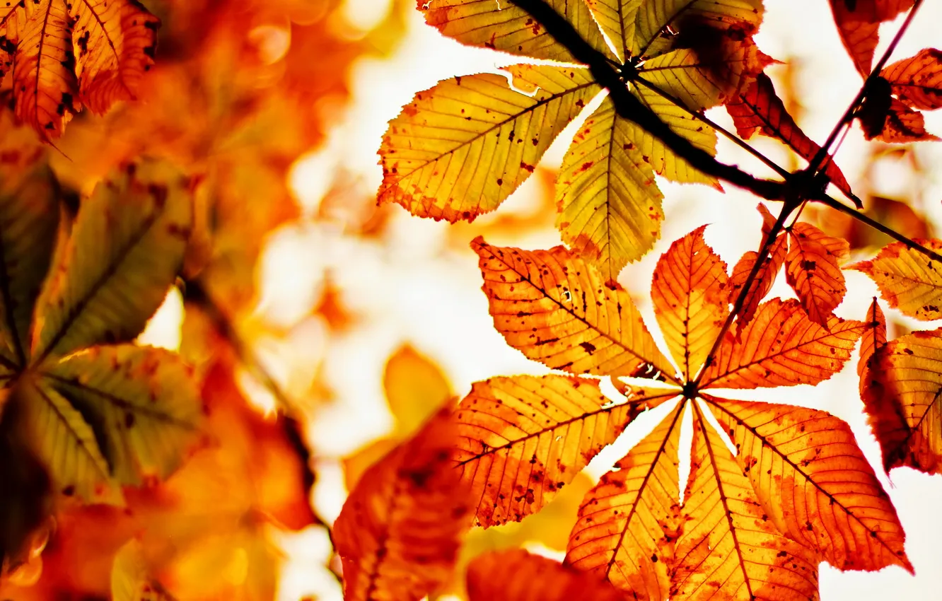 Фото обои Nature, Autumn, Dead Leaves